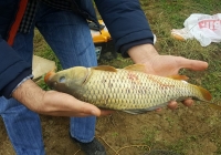 18403386_1534179483279430_4772000097749618244_n